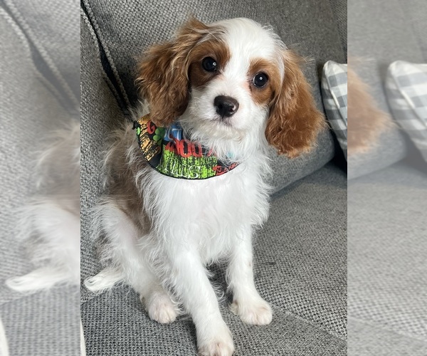 Medium Photo #9 Cavapoo (Miniature) Puppy For Sale in RICHMOND, IL, USA