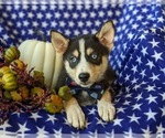 Small Photo #8 Pomsky Puppy For Sale in EPHRATA, PA, USA