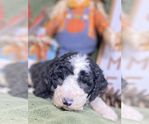 Aussiedoodle Puppy for sale in TOMPKINSVILLE, KY, USA