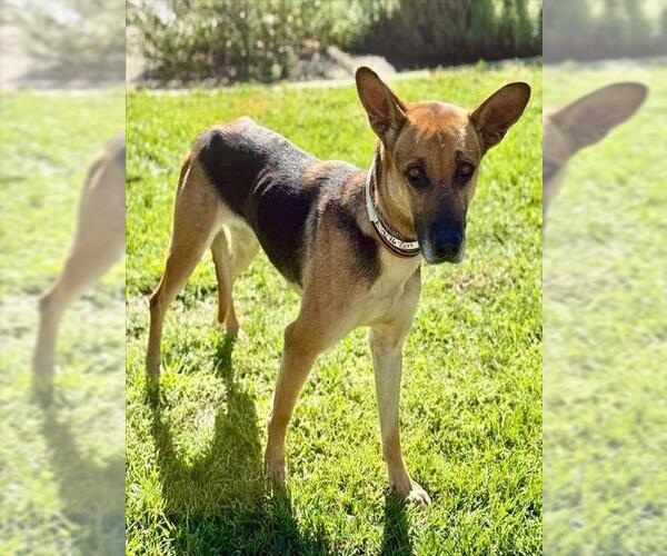 Medium Photo #1 German Shepherd Dog-Unknown Mix Puppy For Sale in Riverside, CA, USA