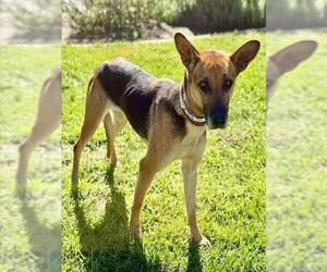 German Shepherd Dog-Unknown Mix Dogs for adoption in Riverside, CA, USA