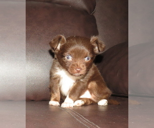 Chihuahua Puppy for sale in HAYES, VA, USA