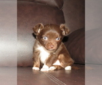 Image preview for Ad Listing. Nickname: Litter of 3