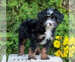 Small #2 Bernedoodle (Miniature)