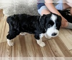 Small Photo #11 Aussiedoodle Miniature  Puppy For Sale in GILBERT, AZ, USA