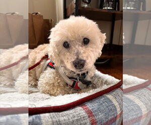 Bichon Frise-Unknown Mix Dogs for adoption in Middlesex, NC, USA