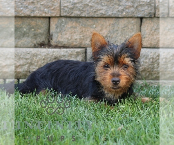 Medium Photo #3 Yorkshire Terrier Puppy For Sale in BIRD IN HAND, PA, USA
