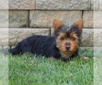Small #2 Yorkshire Terrier
