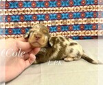 Image preview for Ad Listing. Nickname: mini cole