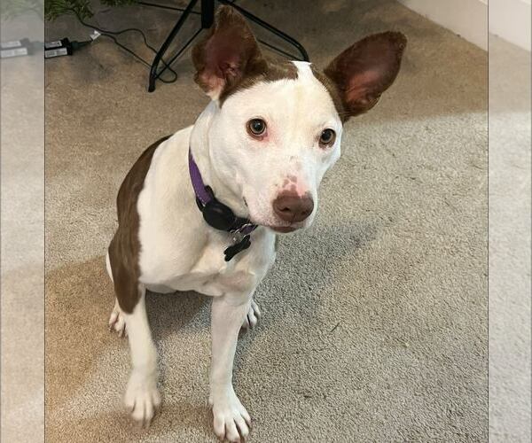 Medium Photo #5 American Staffordshire Terrier-Unknown Mix Puppy For Sale in New Oxford , PA, USA