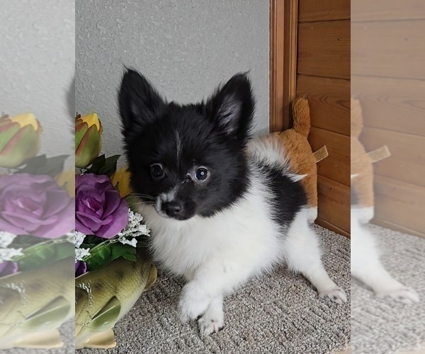 Medium Photo #4 Pomeranian Puppy For Sale in JASONVILLE, IN, USA