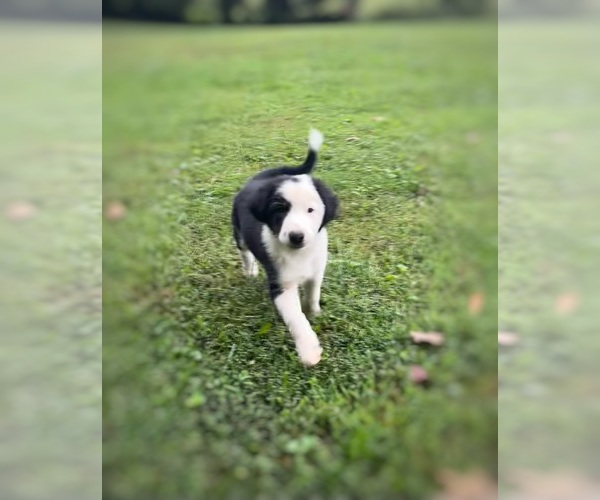 Medium Photo #3 Border Collie-Papillon Mix Puppy For Sale in CULPEPER, VA, USA