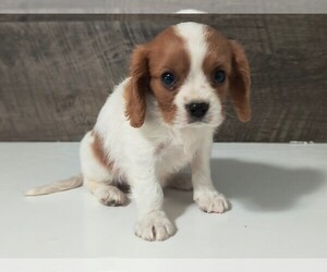 Cavalier King Charles Spaniel Puppy for sale in CLARK, MO, USA