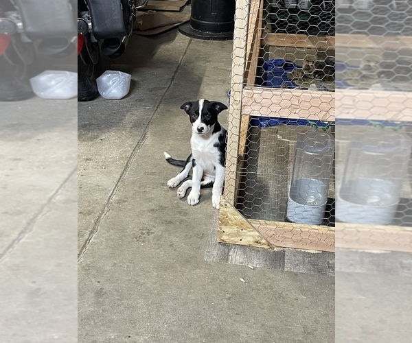Medium Photo #1 Border Collie Puppy For Sale in SELAH, WA, USA