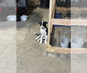 Border Collie Puppy for Sale in SELAH, Washington USA