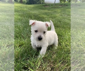 West Highland White Terrier Puppy for sale in COSHOCTON, OH, USA