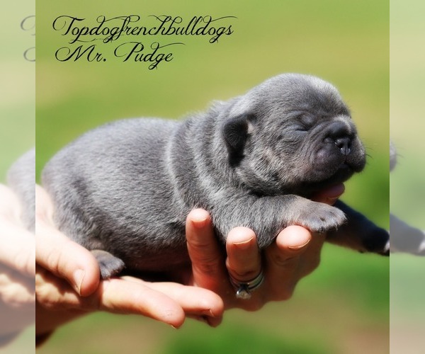 Medium Photo #3 French Bulldog Puppy For Sale in HURON, TN, USA