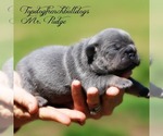 Small Photo #3 French Bulldog Puppy For Sale in HURON, TN, USA