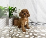 Small #3 Cavapoo