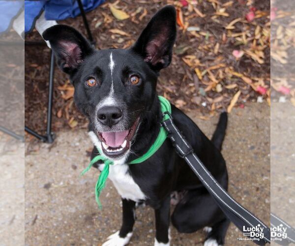 Medium Photo #2 Borador Puppy For Sale in Washington, DC, USA