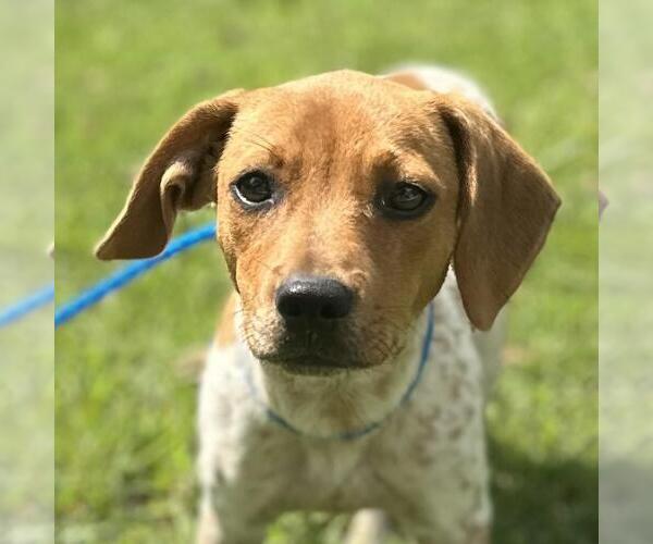 Medium Photo #1 Beagle-Chihuahua Mix Puppy For Sale in Yardley, PA, USA