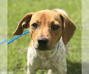 Beagle-Chihuahua Mix Dogs for adoption in Yardley, PA, USA