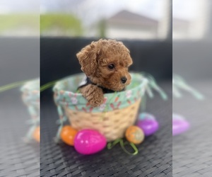 Poodle (Toy) Puppy for sale in PLAINFIELD, IL, USA