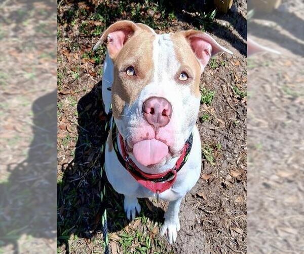 Medium Photo #2 Mastiff Puppy For Sale in Palmetto, FL, USA