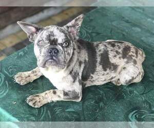 French Bulldog Puppy for sale in MILLVILLE, MA, USA
