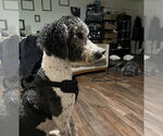 Small #3 Poodle (Standard)