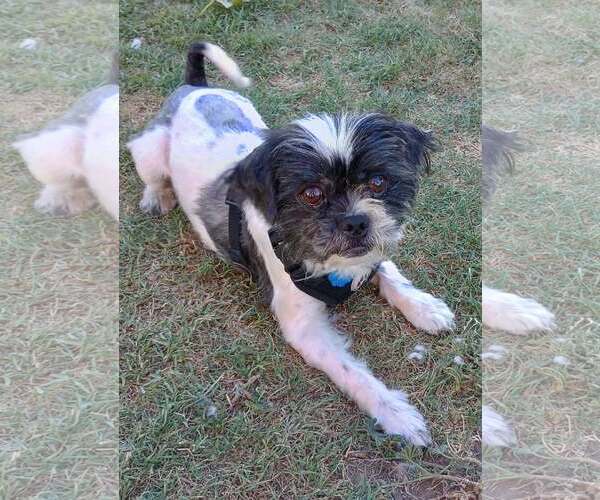Medium Photo #1 Shih Tzu-Unknown Mix Puppy For Sale in Visalia, CA, USA