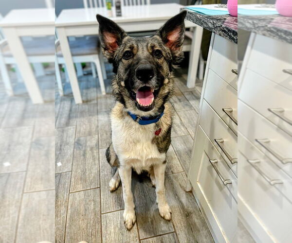 Medium Photo #5 Akita-Unknown Mix Puppy For Sale in Mundelein, IL, USA