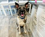 Small #4 Akita Mix