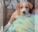 Small Photo #5 Australian Shepherd-German Shepherd Dog Mix Puppy For Sale in Huntley, IL, USA