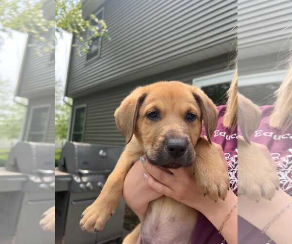 Medium Photo #2 Sheprador Puppy For Sale in Plainfield, IL, USA