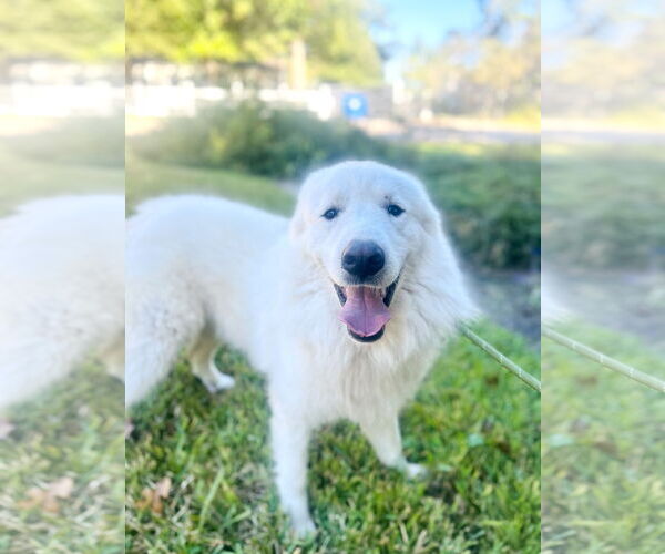 Medium Photo #11 Great Pyrenees Puppy For Sale in Spring, TX, USA