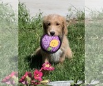 Small Photo #25 English Cream Golden Retriever-Poodle (Standard) Mix Puppy For Sale in DEARBORN, MO, USA