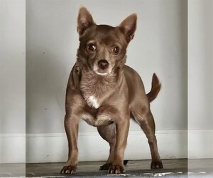Chihuahua Dogs for adoption in St. Louis Park, MN, USA