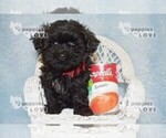 Small Photo #11 Maltipoo Puppy For Sale in SANGER, TX, USA