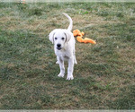 Turbo - Male Golden Retriever Puppy for Sale - Photo #5