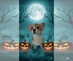 Small #2 Pembroke Welsh Corgi