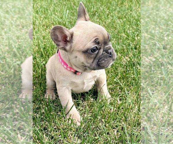 Medium Photo #2 French Bulldog Puppy For Sale in CANYON, TX, USA
