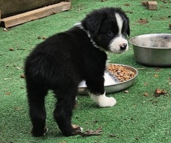 Medium Photo #16 Australian Shepherd Puppy For Sale in NELSON, VA, USA