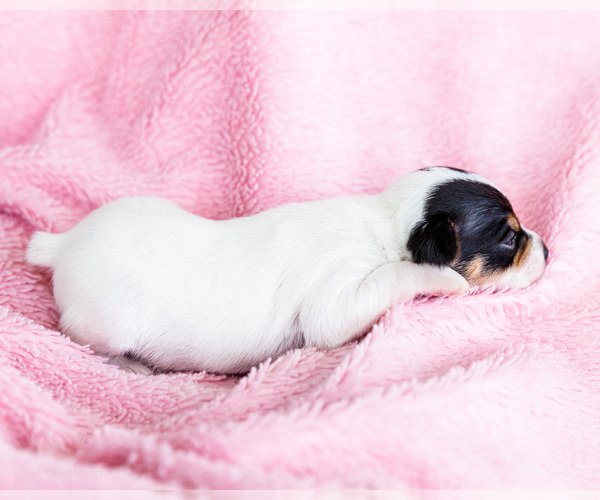 Medium Photo #3 Fox Terrier (Smooth)-Fox Terrier (Toy) Mix Puppy For Sale in WAKARUSA, IN, USA