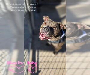 Mutt Dogs for adoption in Monte Vista, CO, USA