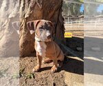 Small Photo #1 Bullboxer Pit Puppy For Sale in Woodland Hills, CA, USA