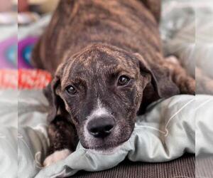 Mutt Dogs for adoption in San Diego, CA, USA