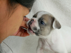 Small Photo #4 French Bulldog Puppy For Sale in BELLEAIR, FL, USA