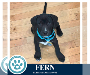 Labrador Retriever-Unknown Mix Dogs for adoption in Kimberton, PA, USA