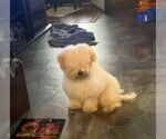 Small #3 Maltipoo (Toy)